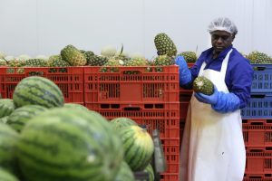 unbearbeitete Auswahldaten, nicht zur VeröffentlichungGOfresh